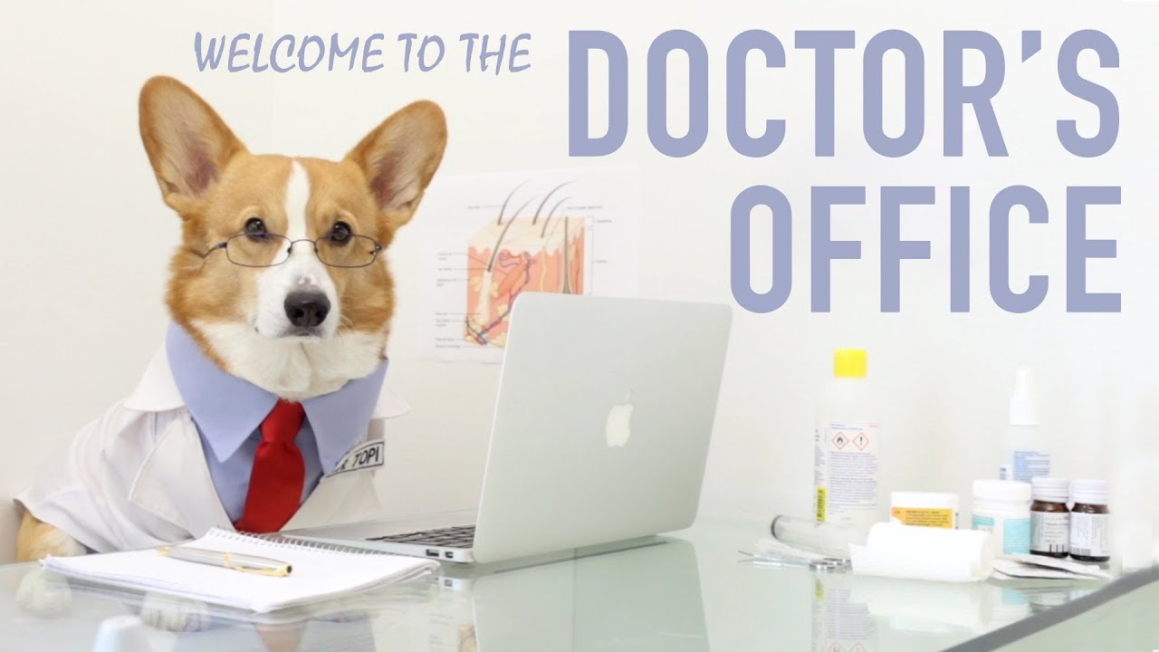 DOCTOR DOG - Topi the Corgi