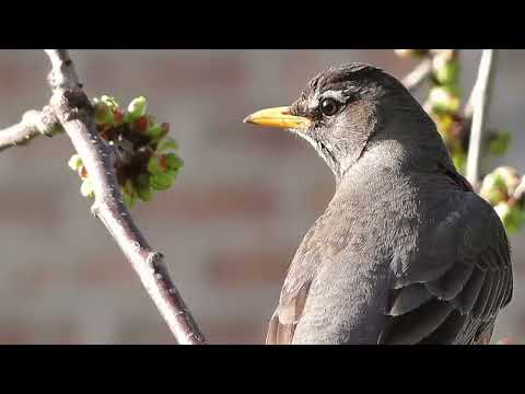 Opwekking 870 Diep geraakt