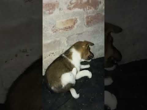 it's pure love 💕💖💖#ytshorts #dog #puppy #love