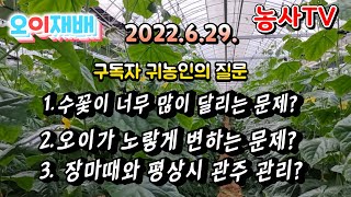 구독자 귀농인의 질문 1.숫꽃이 너무 많이 피는 문제? 2. 오이가 노랗게 변하는 문제? 3. 장마때와 평상…