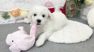 ビションフリーゼの動画02