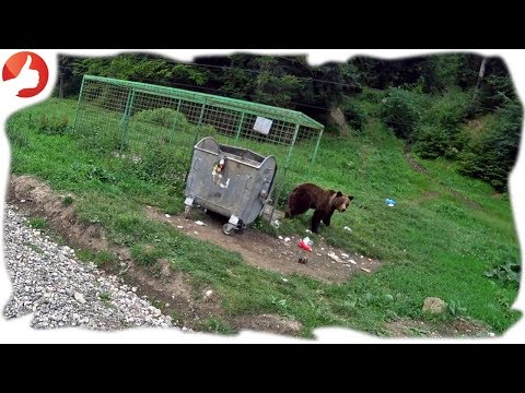 Ursul lângă Cabana Gura Diham