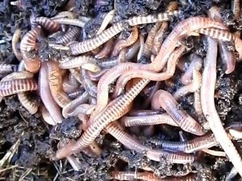 Releasing Tiger Compost Worms into New Foam box Worm Farm
