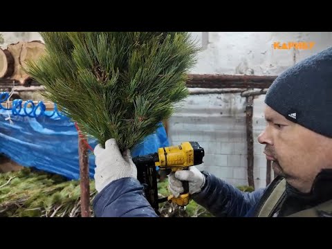 Тысячу елок из стланика сделает Магаданский лесхоз к Новому году