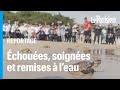 65 tortues soignées à la Rochelle ont retrouvé l'océan à l'Île de Ré