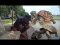 When A 40 Year Old Giant Turtle Can T Walk It S Surprising Turtle Animals