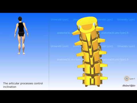 The lombar vertebra and the mobility of the lombar region
