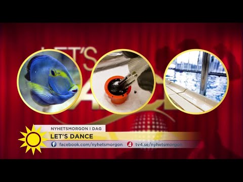 Sista ledtråden: Vem är nästa deltagare i Let''s dance? - Nyhetsmorgon (TV4)