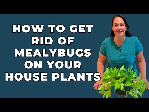 How to Get Rid of MEALYBUGS on Your House Plants