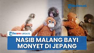 Viral Bayi Monyet di Jepang Tak Pernah Lepas Bawa Boneka Besar, Nasibnya Malang Ditolak Induknya