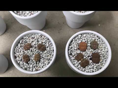YouTube video about: Where to buy pumice for plants uk?