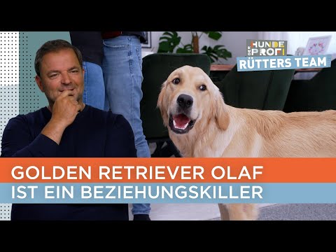 Togetherness? Not a chance 👩🏼‍❤️‍👨🏼 Olaf always has to be everywhere | The Dog Whisperer - Rütter...