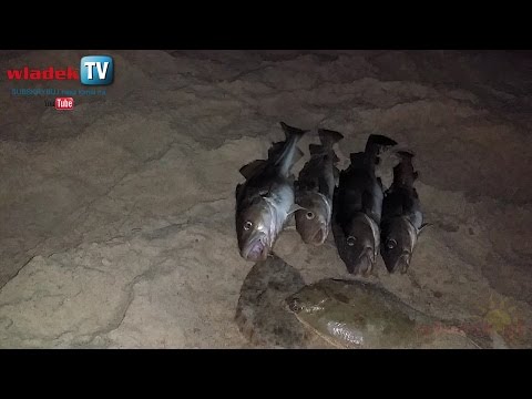 WladekTV - 4 godziny = 4 kg dorsza z Władka :)