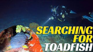Searching For Toadfish - Cozumel Diving Adventure - Ep 51
