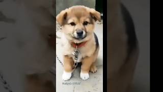 Download lagu Suara Anjing yang lucu #shorts #anjinglucu #doglover mp3 Download lagu Suara Anjing yang lucu #shorts #anjinglucu #doglover mp3