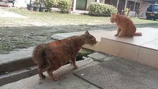 Download lagu Kucibg Oyen Babar Takut Sama Kucing Belang @Chrisone983 mp3 Download lagu Kucibg Oyen Babar Takut Sama Kucing Belang @Chrisone983 mp3