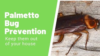 Palmetto Bug – How to Identify And Get Rid of Them