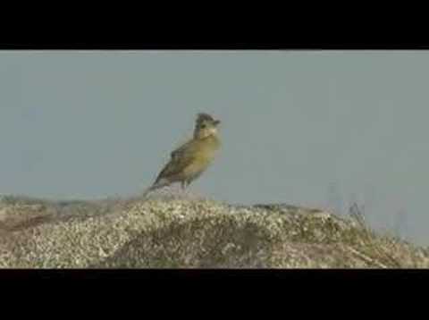 download lagu mp3 mp4 Lark Song, download lagu Lark Song gratis, unduh video klip Lark Song