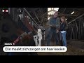 Dwars: Koeien kunnen doodgaan door afval