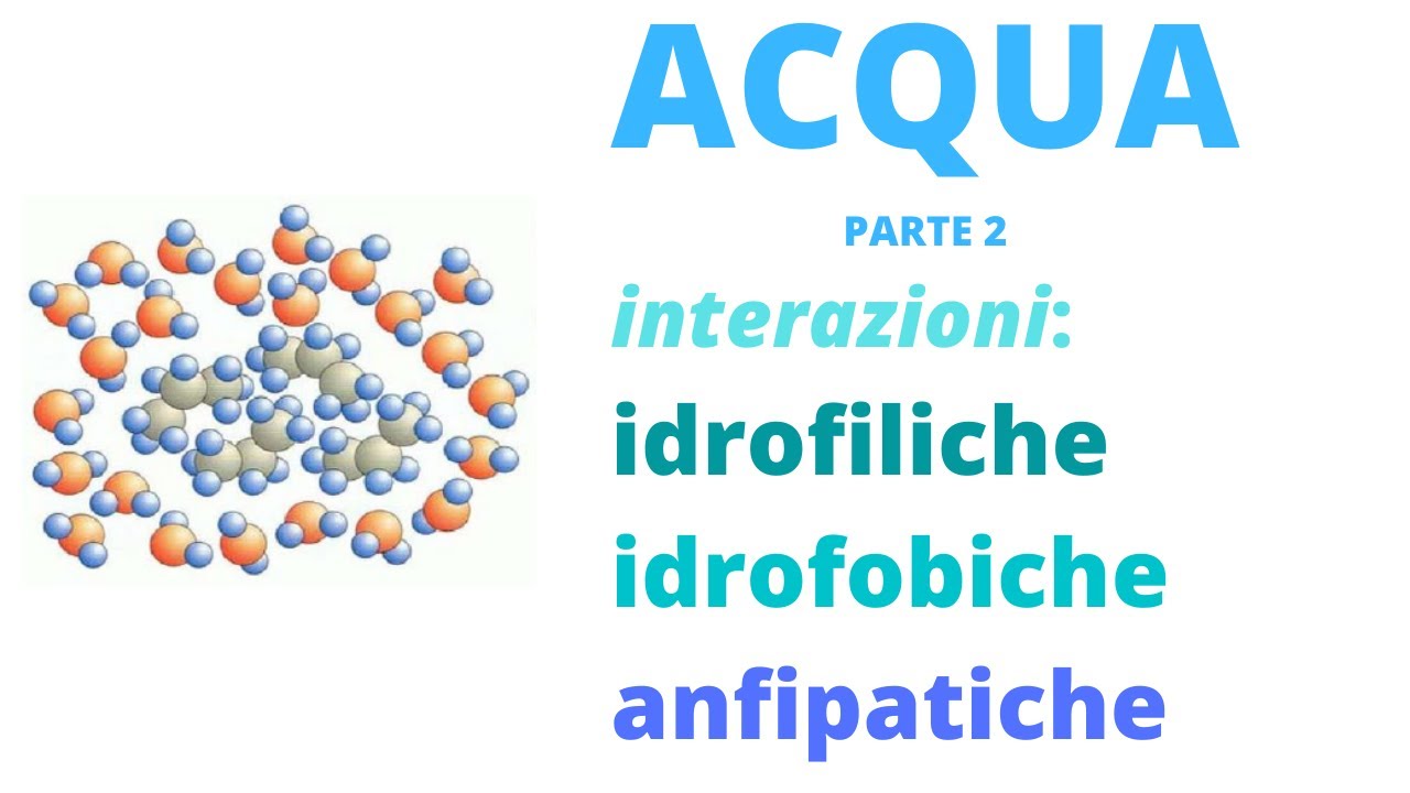 Acqua interazioni idrofiliche idrofobiche anfipatiche