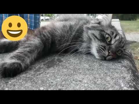 Kitti il gatto di gehan