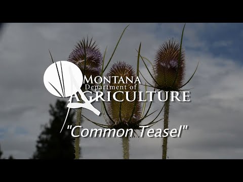 2019 NWV Vol 4 Common Teasel