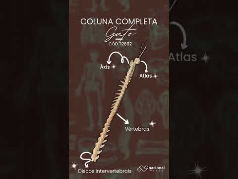 COLUNA COMPLETA - GATO - cód. 12802