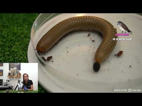 Live Poop! Hank The Tank's introduction