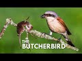 Shrikes Impale Their Prey On Thorns