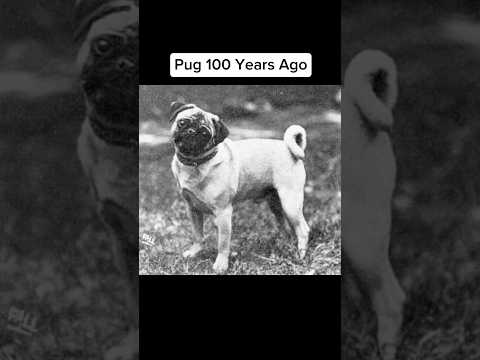 Dog Breeds 100 Years Ago Vs Now😳 #shorts