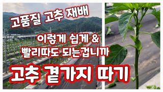 고추 곁가지 제거 곁가지 따는 시기 방법 괴산청결고추 [고추재배방법]