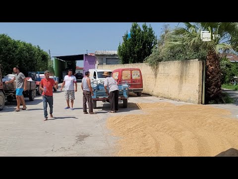 Grurë për tregti jo për bukë, farërat jocilësore penalizojnë fermerët e Myzeqesë | RTSH