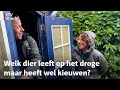 Luc's Tuinsafari: oerdieren in je herfsttuin | RTV Utrecht