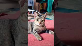 Download lagu #apache #cats mp3