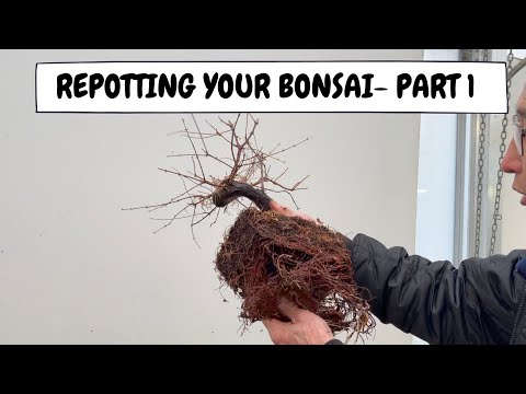 Umtopfen Ihres Bonsais Teil 1