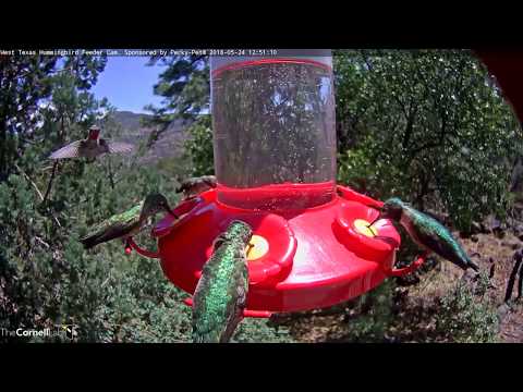 Molting Male Anna's Hummingbirds Vies For Feeder Port – May 24, 2018