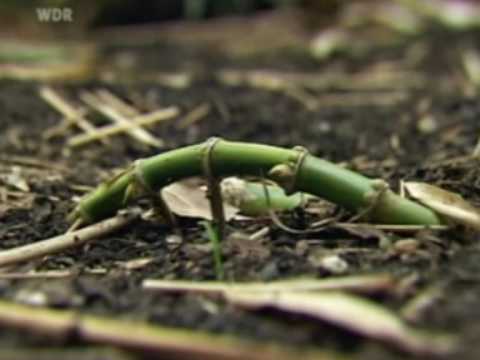 BAMboo-bamBOO - WDR Lokalzeit