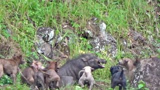 Download lagu TERBARU!! TOP MOMEN VIDEO BERBURU BABI PALING SERU DI SUMATERA BARAT 2025 !! FULL BIKIN GREGETAN ' mp3 Download lagu TERBARU!! TOP MOMEN VIDEO BERBURU BABI PALING SERU DI SUMATERA BARAT 2025 !! FULL BIKIN GREGETAN ' mp3