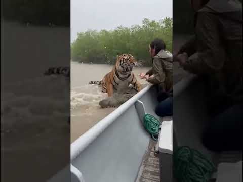 She Rescued a Baby Tiger from a Crocodile