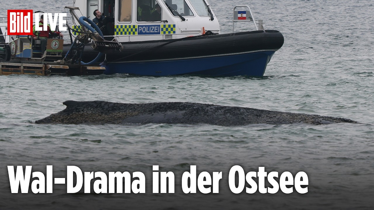 🔴 Live von Lübecker Bucht: Saugbagger-Rettung für Wal gestoppt! Wie geht es weiter?