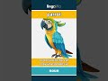 parrot - a colorful bird that can co... video thumbnail