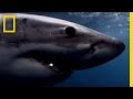 Great White Sharks | National Geographic