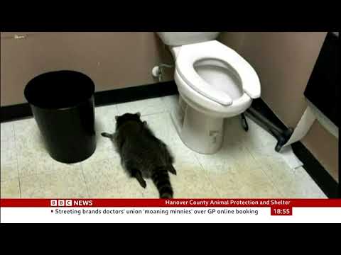 BBC News : Drunk as a Skunk , no Raccoon