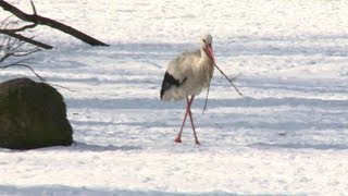 Storks bewildered by Poland's wintry spring