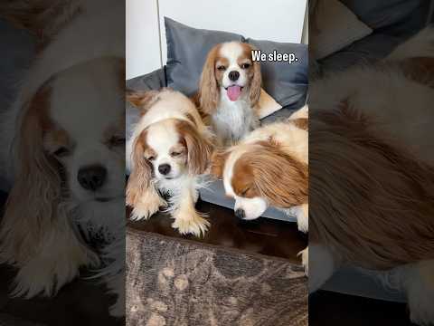What do three cavalier King Charles spaniels do when they’re together?