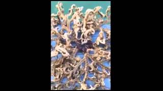 العثور على كائن بحري غريب في سنغافورة