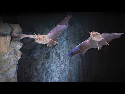 Fledermaus NRW Kinotrailer 28.11.25 UFA Palast