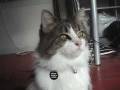 HBDC Studios Presents What Up Dog Chill I Ma Cat