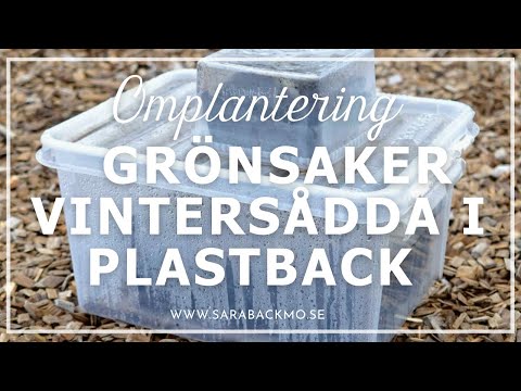 Omplantering av grönsaker vintersådda i plastback