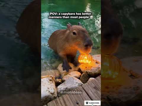 This Capybara Returns Kid's Pumpkin… With a Little#usa